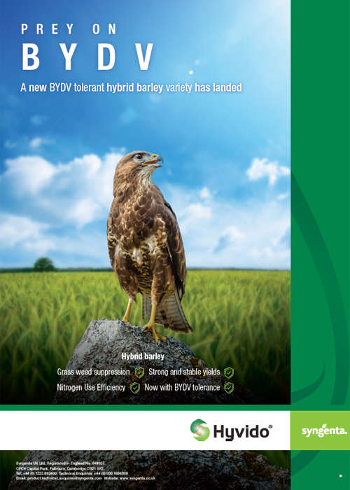 SY_BUZZARD_BIRD_IN_FIELD
