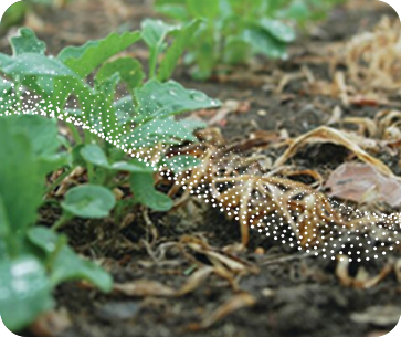 Oil Seed Rape