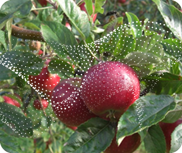 Top Fruit