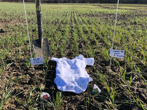 Baby grow buried to monitor the rate of breakdown in the soil