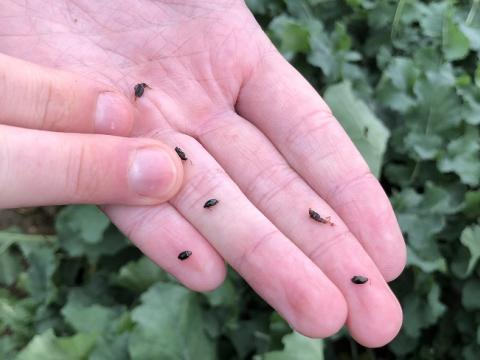 Cabbage stem flea beetle