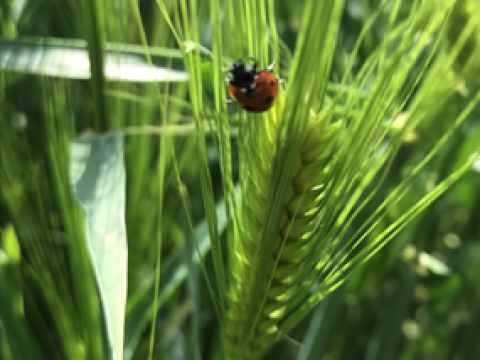 hybrid_barley_thumbnail