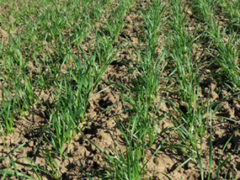 winter_wheat