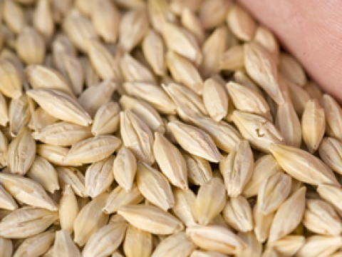 barley_seeds