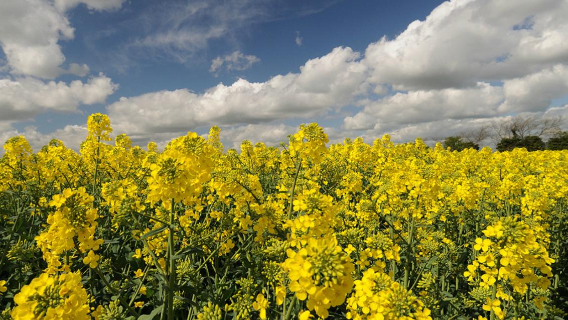 OSR flowering