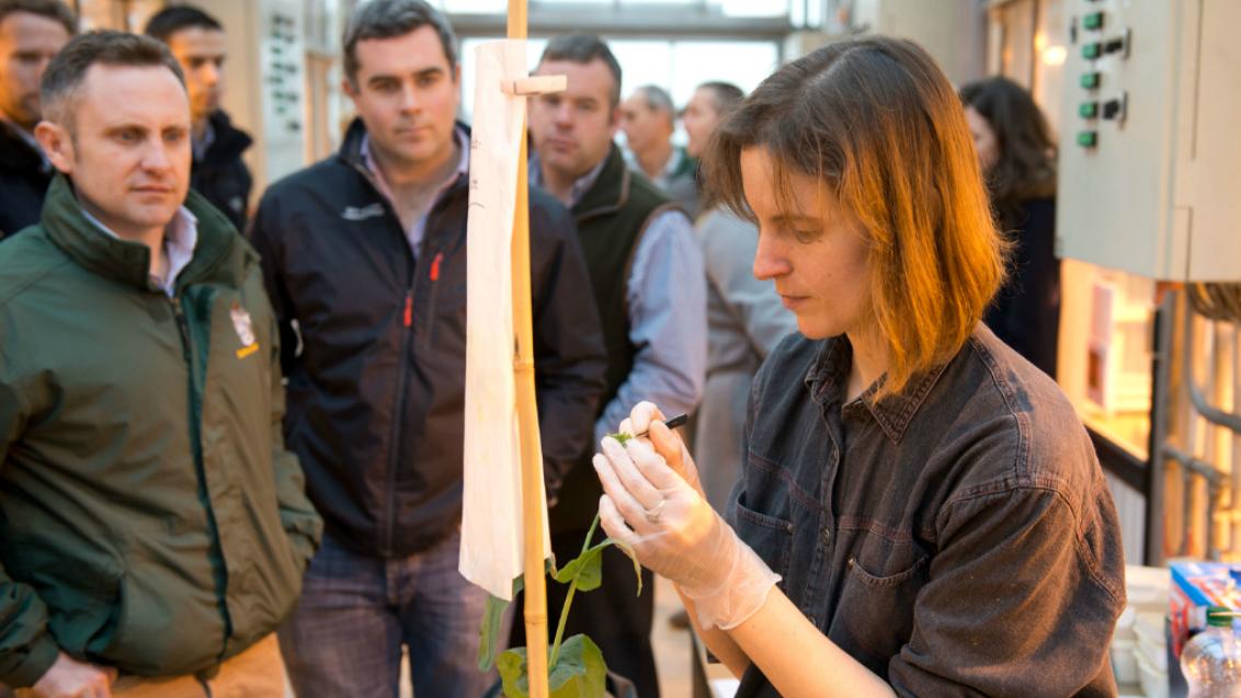 OSR hybridisation Bad Salzuflen