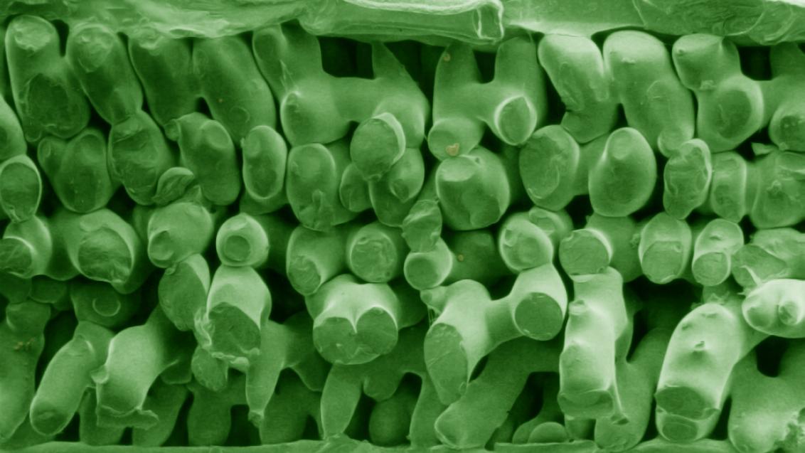 Microscopy - what is going inside the leaf?