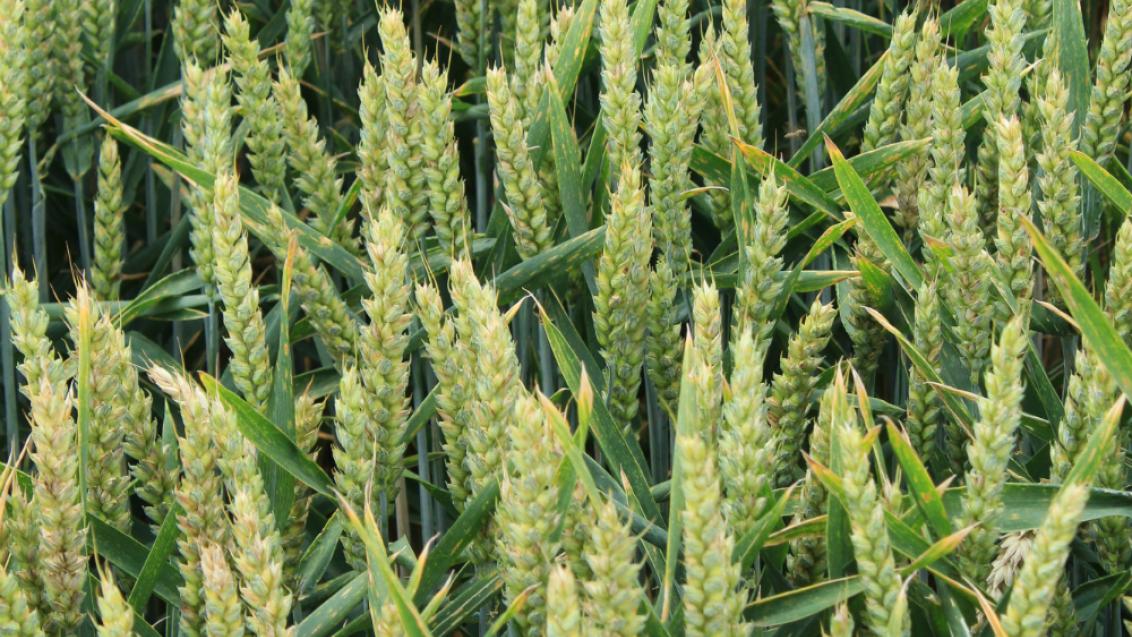 By using the most powerful SDHI at T2, it’s possible to gain an extra 0.15 t/ha for every extra day you keep your crops above the crucial tipping point of 37% green leaf area.