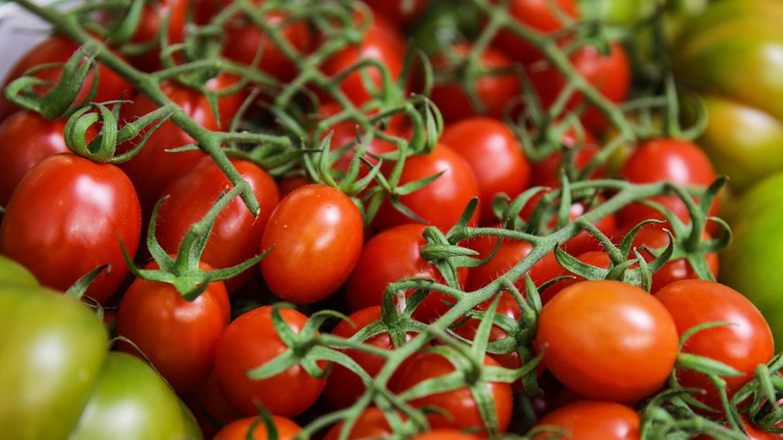 Baby plum tomatoes at Fruit Logistica