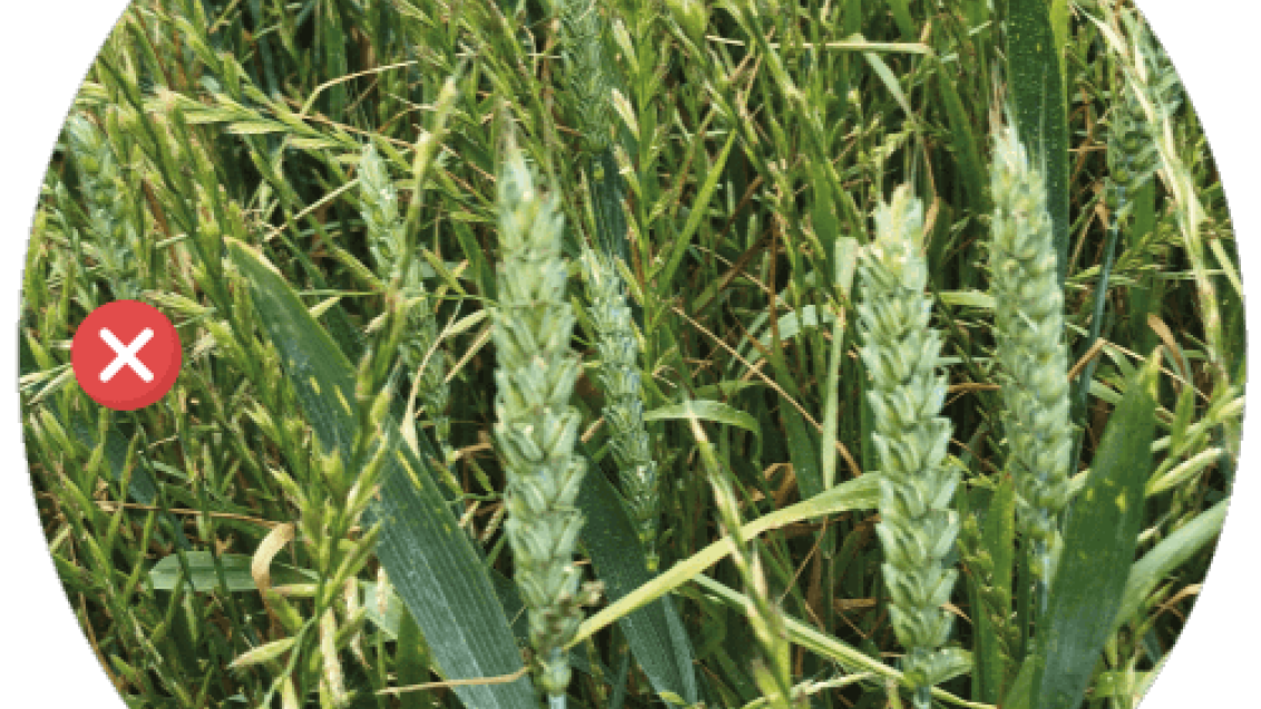 Untreated and treated wheat crop with ryegrass weeds. Syngenta Innovation Centre field crop trials research. 