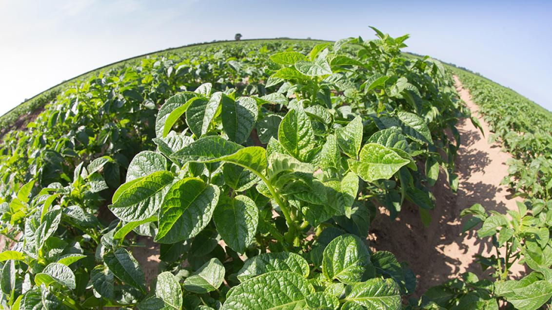 Potato crop under sun