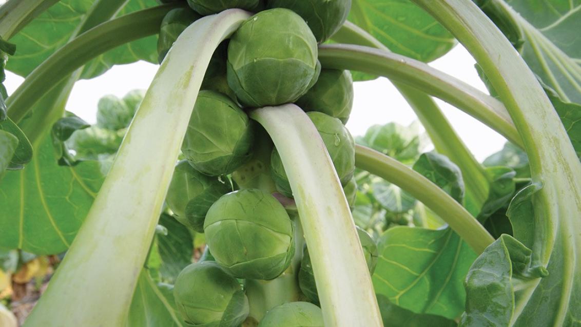 brussels_sprout_buttons