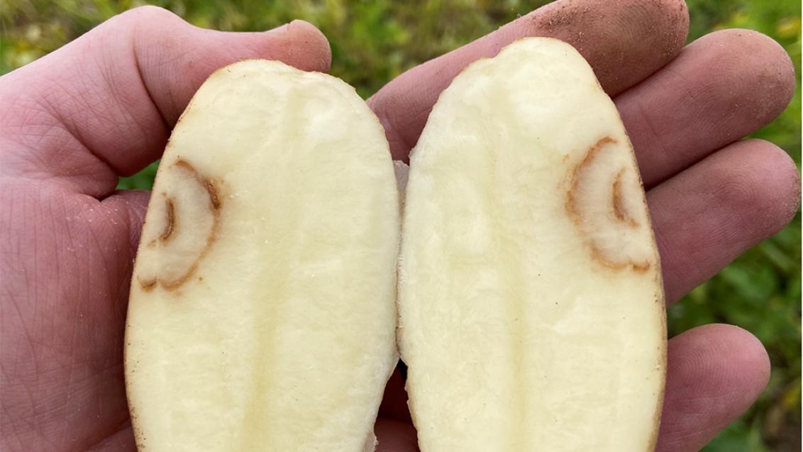 1024 x 576 Spring effects in tuber.jpg