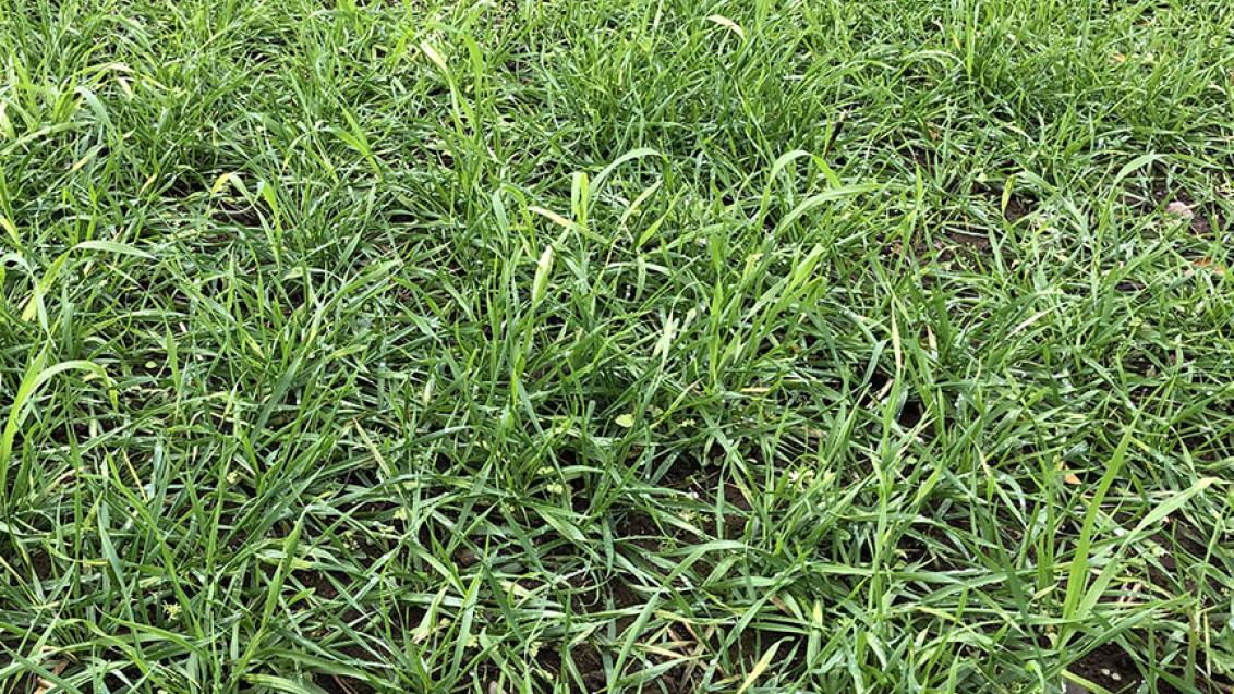 1024 x 576 Large overwintered wild oats in this seasons crops.jpg