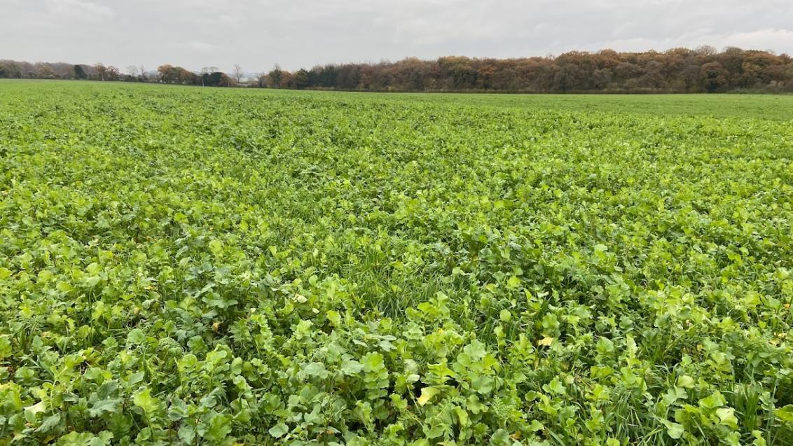 cover_crop