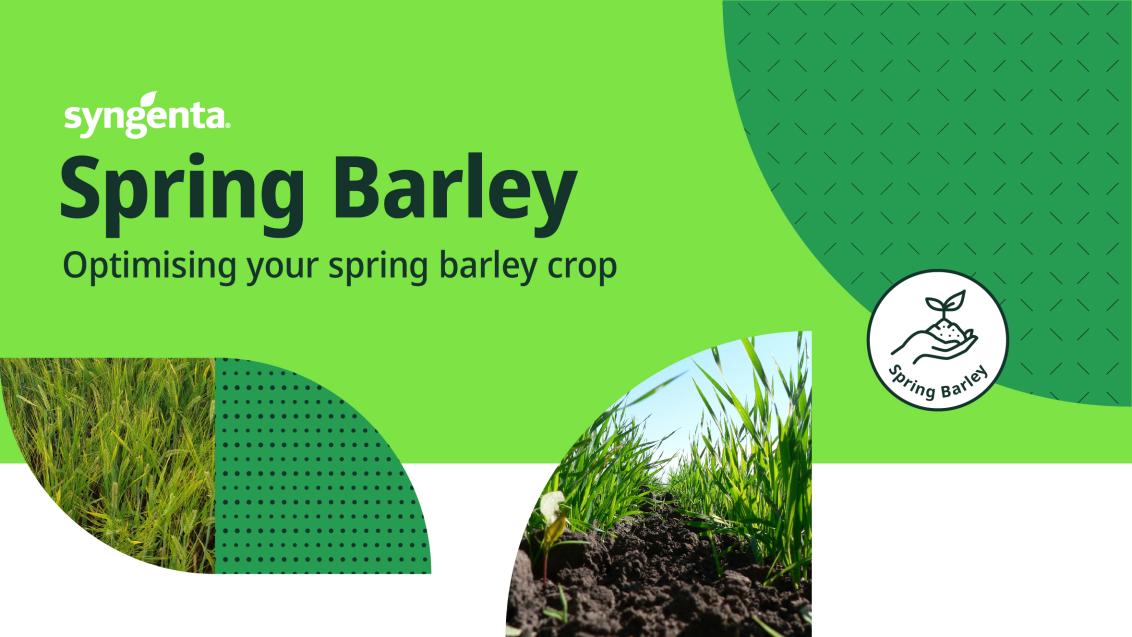 spring_barley