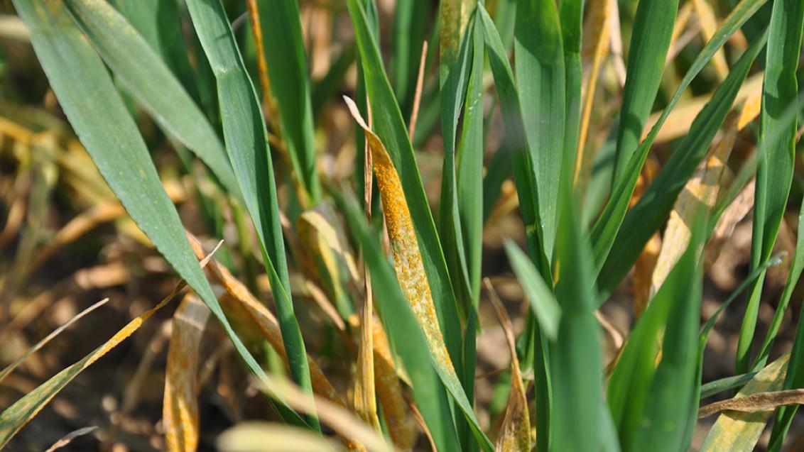 Rust in wheat crop