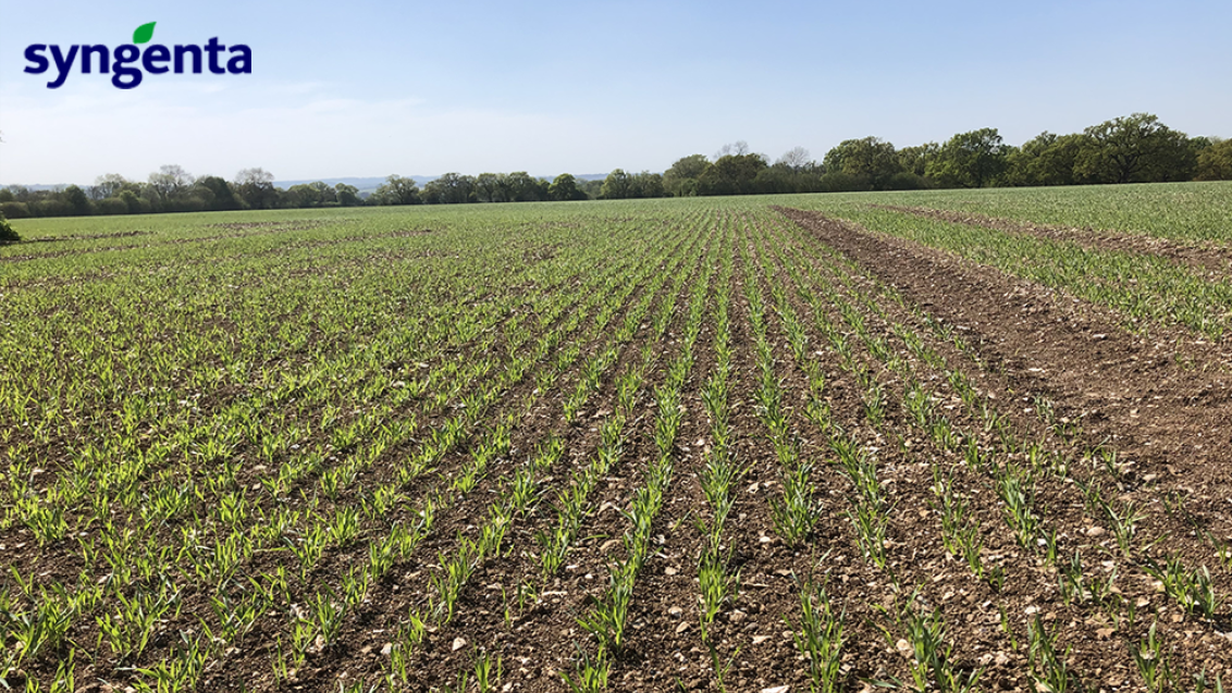 spring_barley_emergence