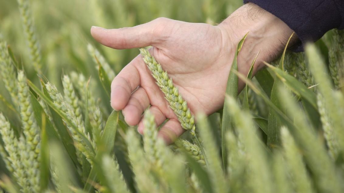 Clean wheat ear