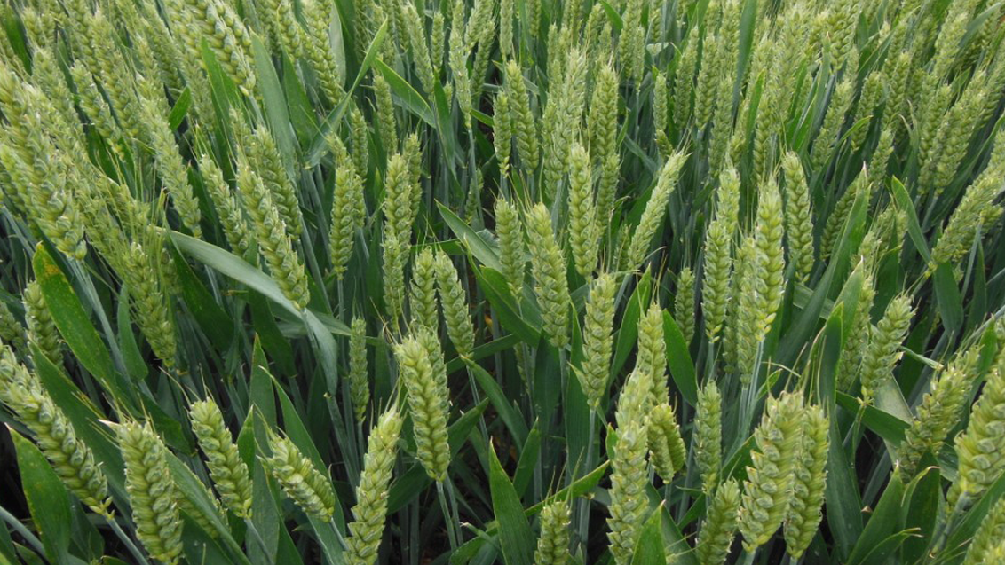 GLEAM_WINTER_WHEAT_PLOT