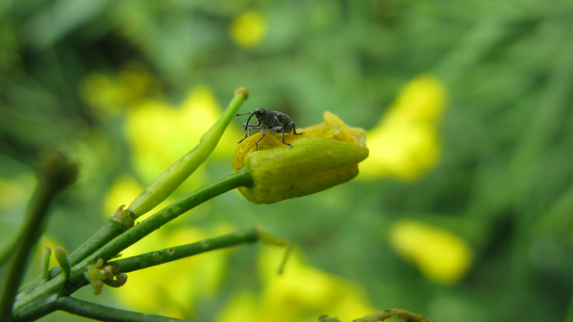 FLEA_BEETLE_ON_WOSR