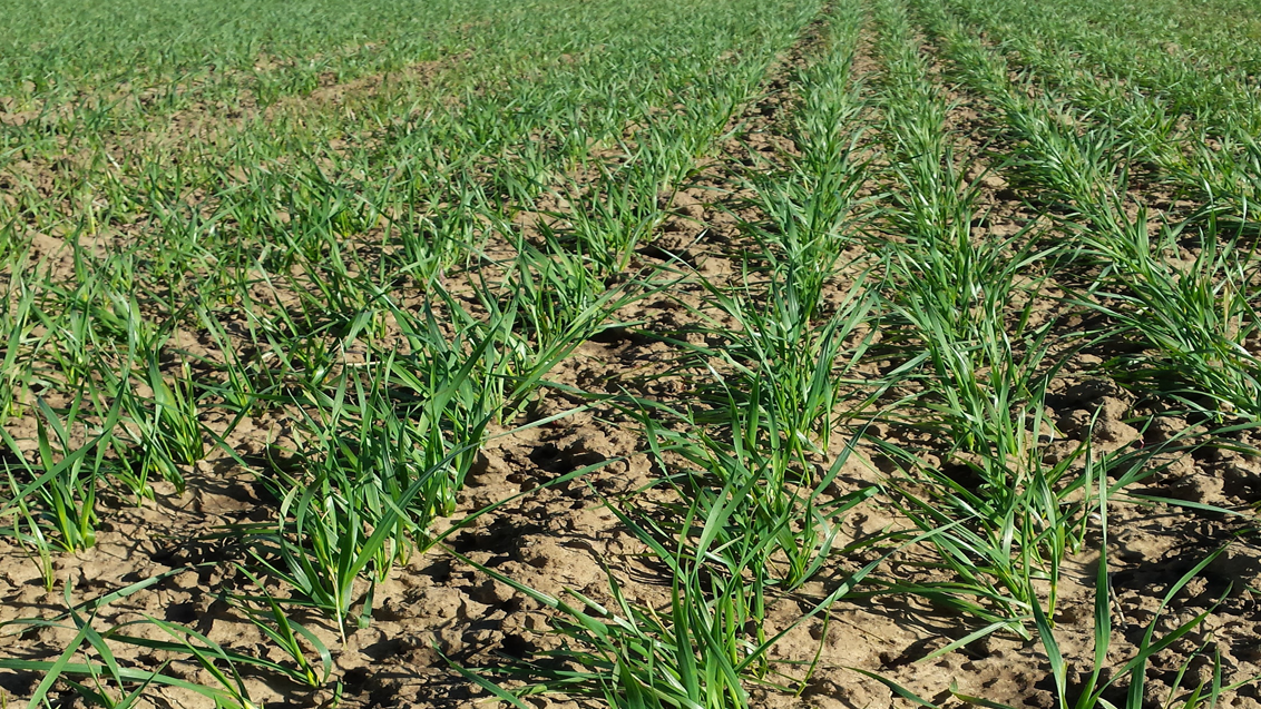 winter_wheat_seedlings_in_field