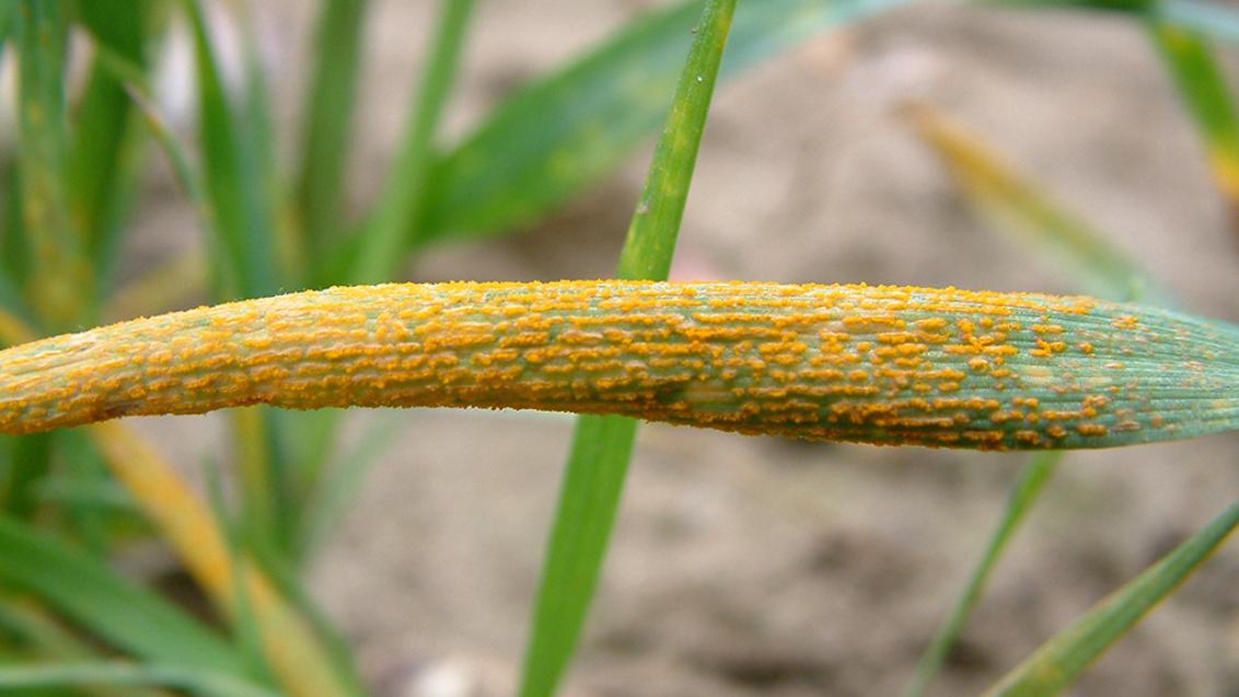 Yellow rust