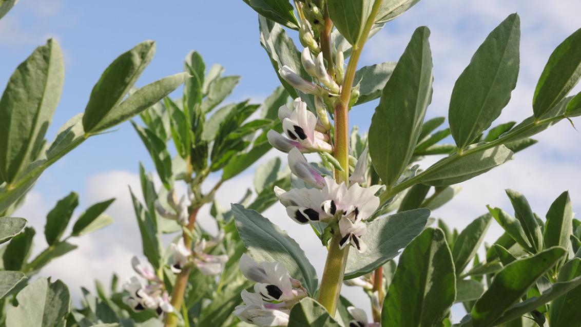 Active growing beans benefit from Vixeran application to boost N fixation at pod fill
