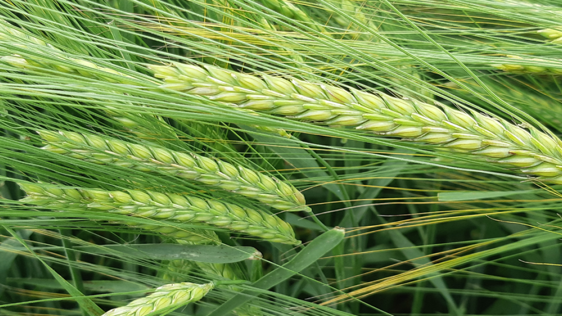 spring_barley_ears