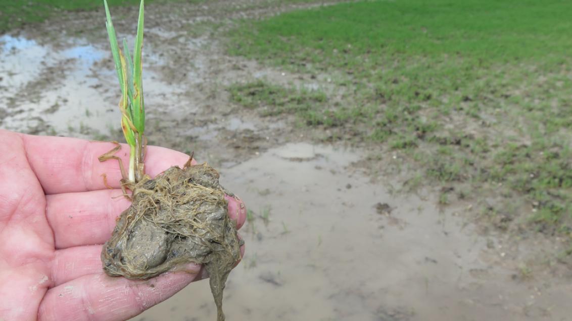 1024_x_576_wheat_waterlogged_roots.jpg