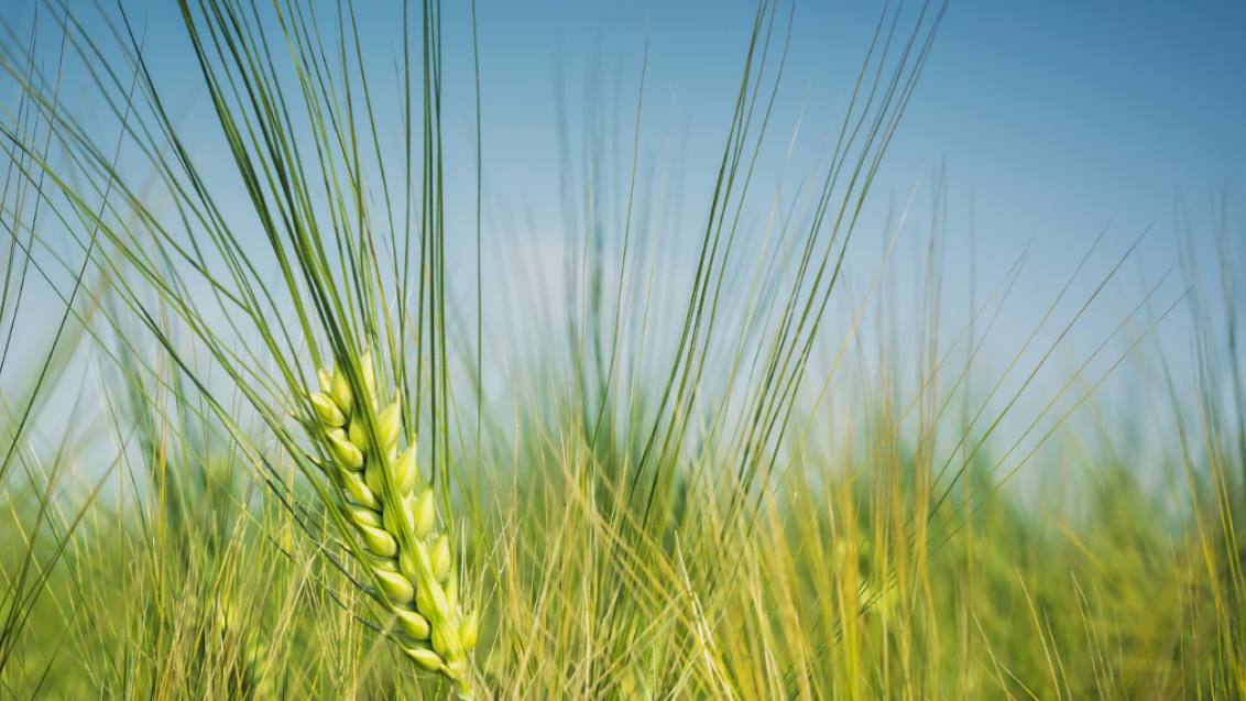 hybrid_barley_ear