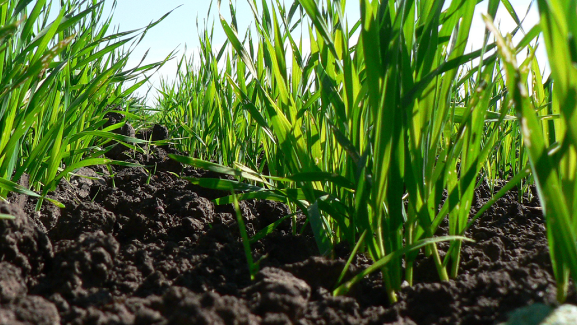 Barley_in_the_soil