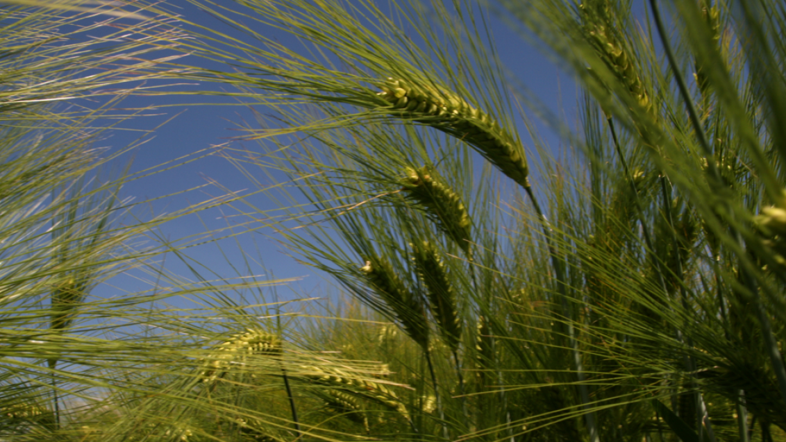 Hybrid_Barley_against_blue_sky