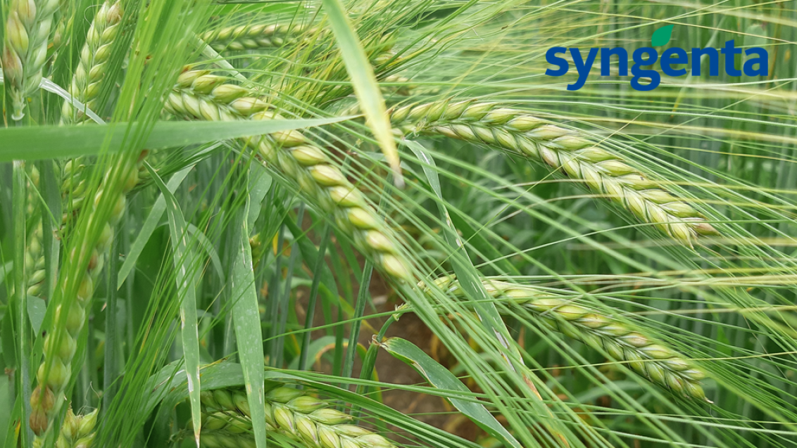 Spring barley banner