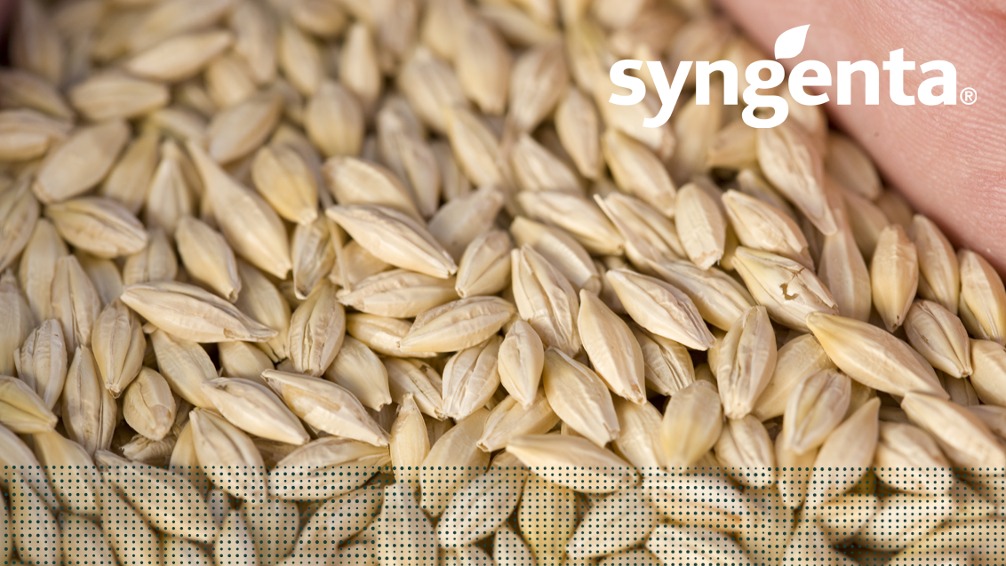 barley_seeds