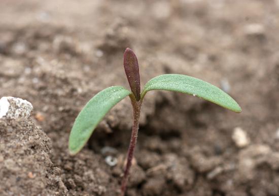 Bindweed maize weed