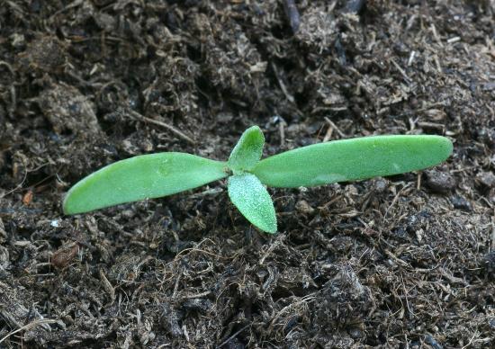 Orache maize weed