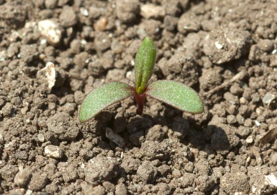 Redshank maize weed