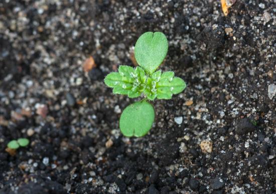 Small nettle maize weed