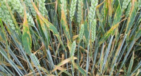 untreated gla berwick