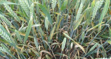 Imtrex Conington