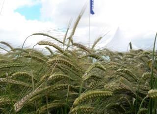 Craft winter barley