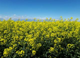OSR in flower