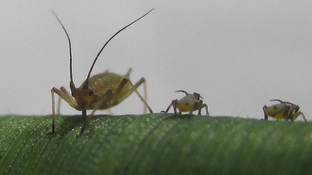 bydv pest