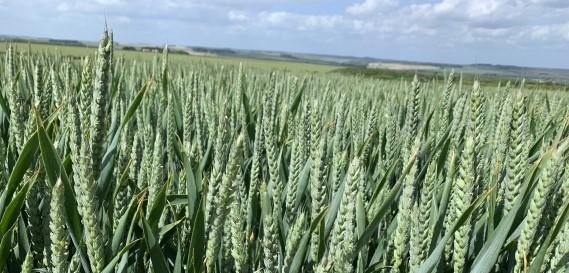 Syngenta Conventional Cereals
