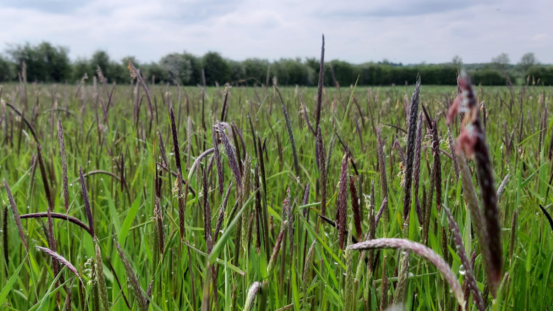 Field_of_black_grass