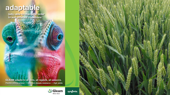 Gleam_advert_with_gleam_crop
