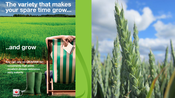 Graham_winter_wheat_advert_and_ear