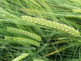 FAIRING_SPRING_BARLEY