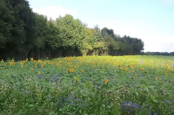 syngenta_uk_package_1.jpg